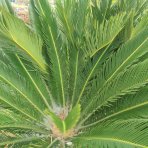 Cykas japonský (Cycas revoluta) - výška 150-180 cm, výška kmeňa 80 cm, obvod kmeňa 80/90 cm, kont. C110L - EXEMPLÁR